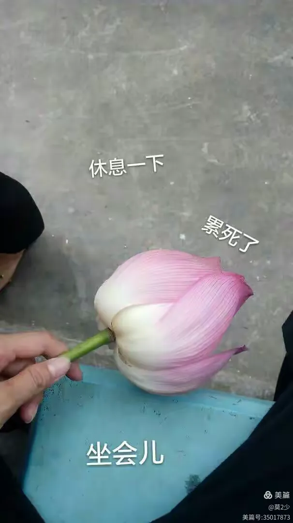 移一下帽子发型不能乱走，采荷花去